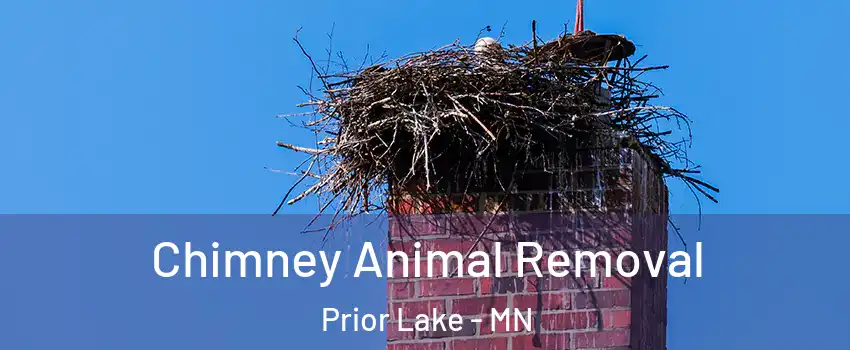 Chimney Animal Removal Prior Lake - MN