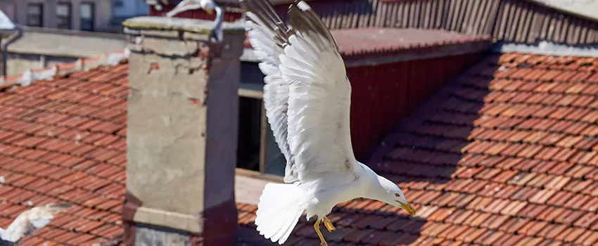Residential Chimney Animal Removal Solution in Prior Lake, MN
