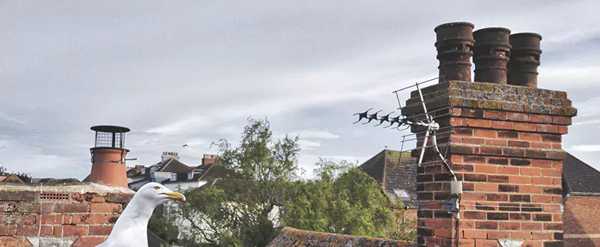 Chimney Cleaning And Restoration in Prior Lake, Minnesota